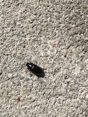 Blapstinus metallicus