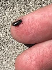 Blapstinus metallicus