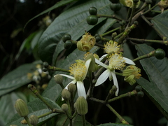 Grewia serrulata
