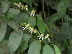 Grewia serrulata