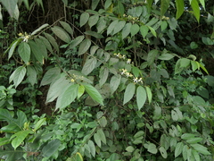 Grewia serrulata