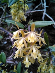 Epidendrum tenuicaule