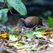 Philippine Megapode - Photo (c) Francesco Veronesi, some rights reserved (CC BY-NC-SA)