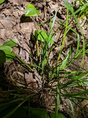 Carex debilis rudgei