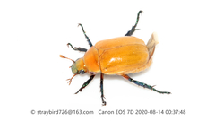 Callistethus plagiicollis