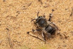 Anthophora dispar