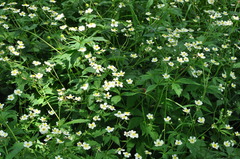 Ranunculus aconitifolius