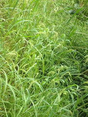 Echinochloa crus-pavonis