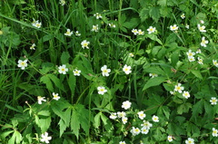 Ranunculus aconitifolius