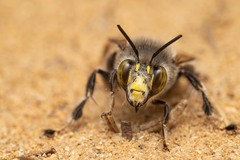 Anthophora dispar