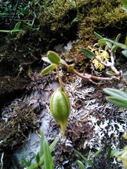 Epidendrum tenuicaule