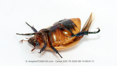 Callistethus plagiicollis