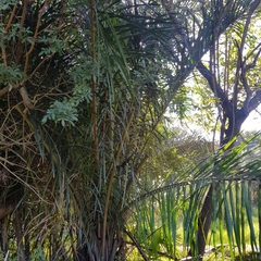 Raphia australis