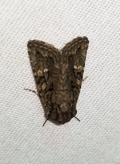 Ulolonche orbiculata