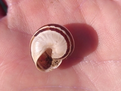 Pseudotachea splendida