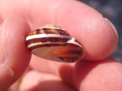 Pseudotachea splendida