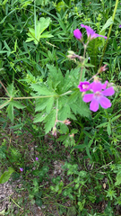 Geranium sylvaticum