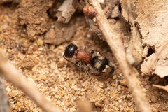 Blakeius bipunctatus