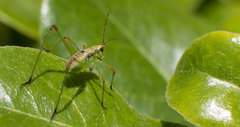 Phaneroptera nana