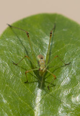 Phaneroptera nana