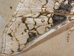 Megastes praxiteles