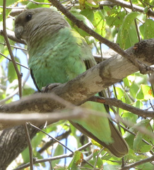 Poicephalus meyeri