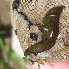 Haemopis