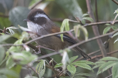 Fulvetta vinipectus