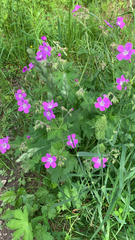 Geranium sylvaticum