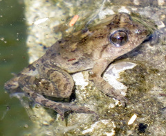 Phrynobatrachus natalensis
