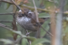 Fulvetta vinipectus