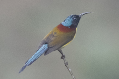 Aethopyga nipalensis