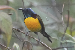 Aethopyga nipalensis