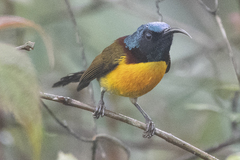 Aethopyga nipalensis