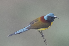 Aethopyga nipalensis