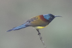 Aethopyga nipalensis