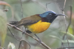 Aethopyga nipalensis