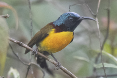 Aethopyga nipalensis