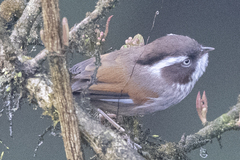 Fulvetta vinipectus