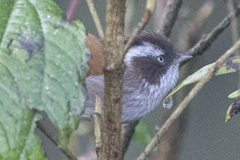 Fulvetta vinipectus