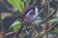 Fulvetta vinipectus