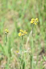 Pilosella novosibirskensis