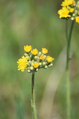 Pilosella novosibirskensis