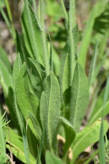 Pilosella novosibirskensis