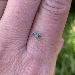 Phyllobius virideaeris