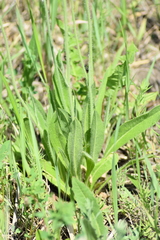 Pilosella novosibirskensis