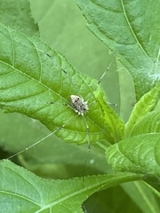Leiobunum calcar