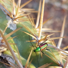 Chrysoprasis aurigena