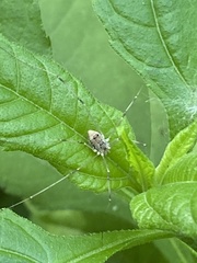Leiobunum calcar