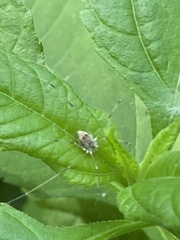 Leiobunum calcar